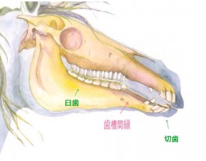 ウマの歯☆